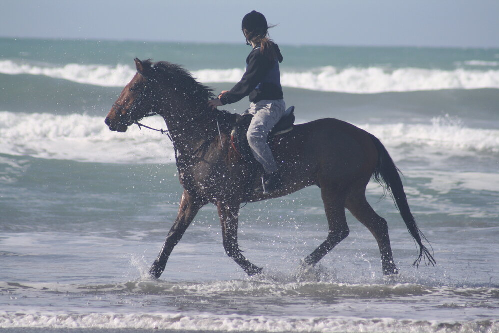 Horse and rider at Woodend Beach