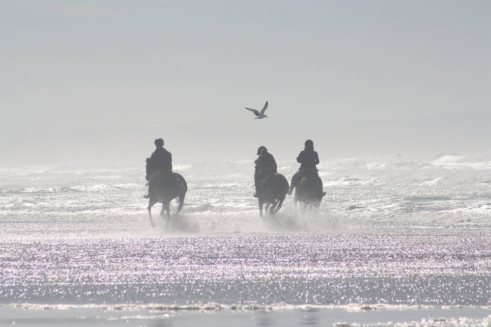 Horses at Woodend Beach