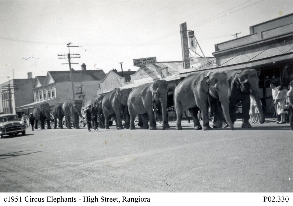 Circus elephants, High Street, Rangiora c1951