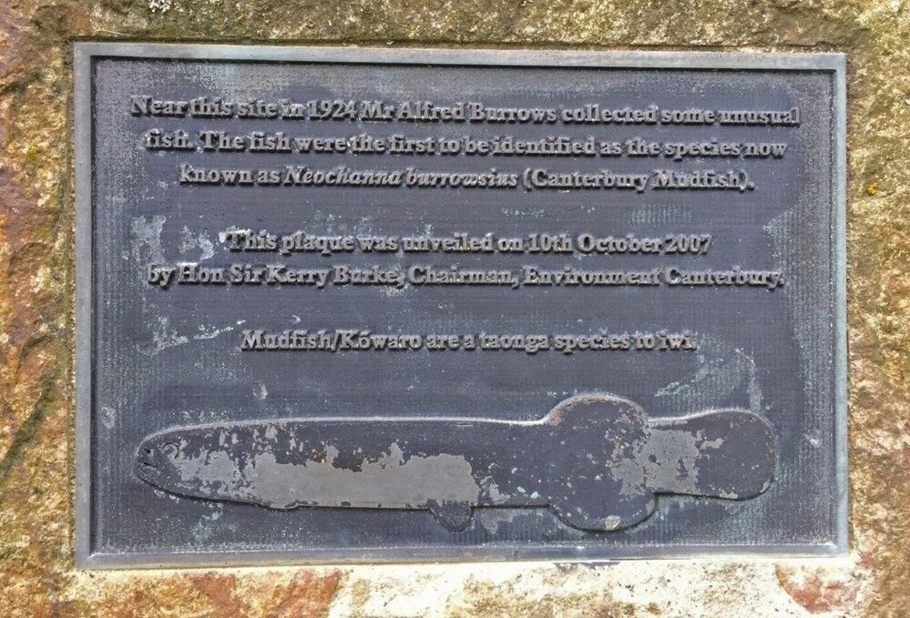 Canterbury Mudfish plaque detail
