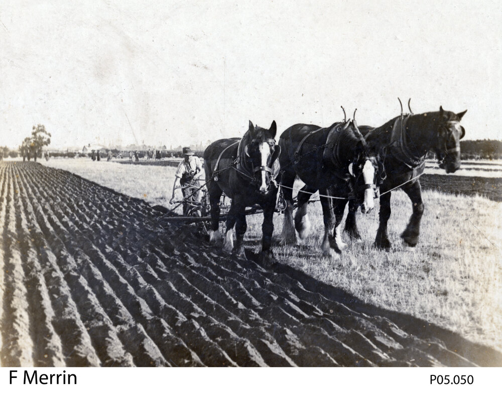Ploughing with horses