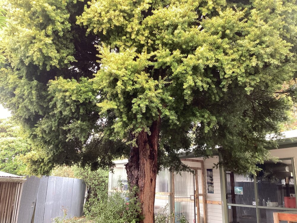 Large tōtara tree, View Hill School