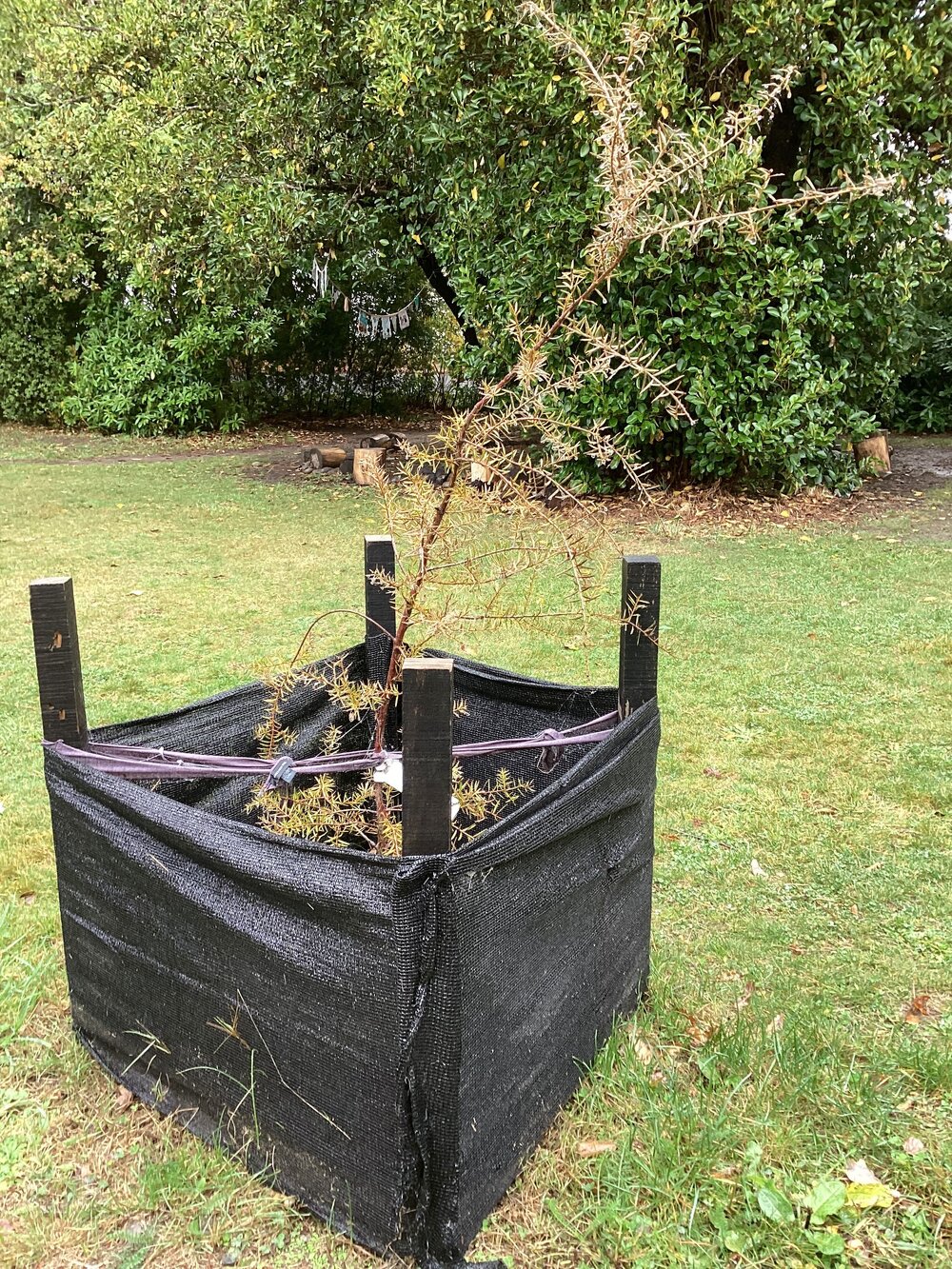 Small tōtara, View Hill School