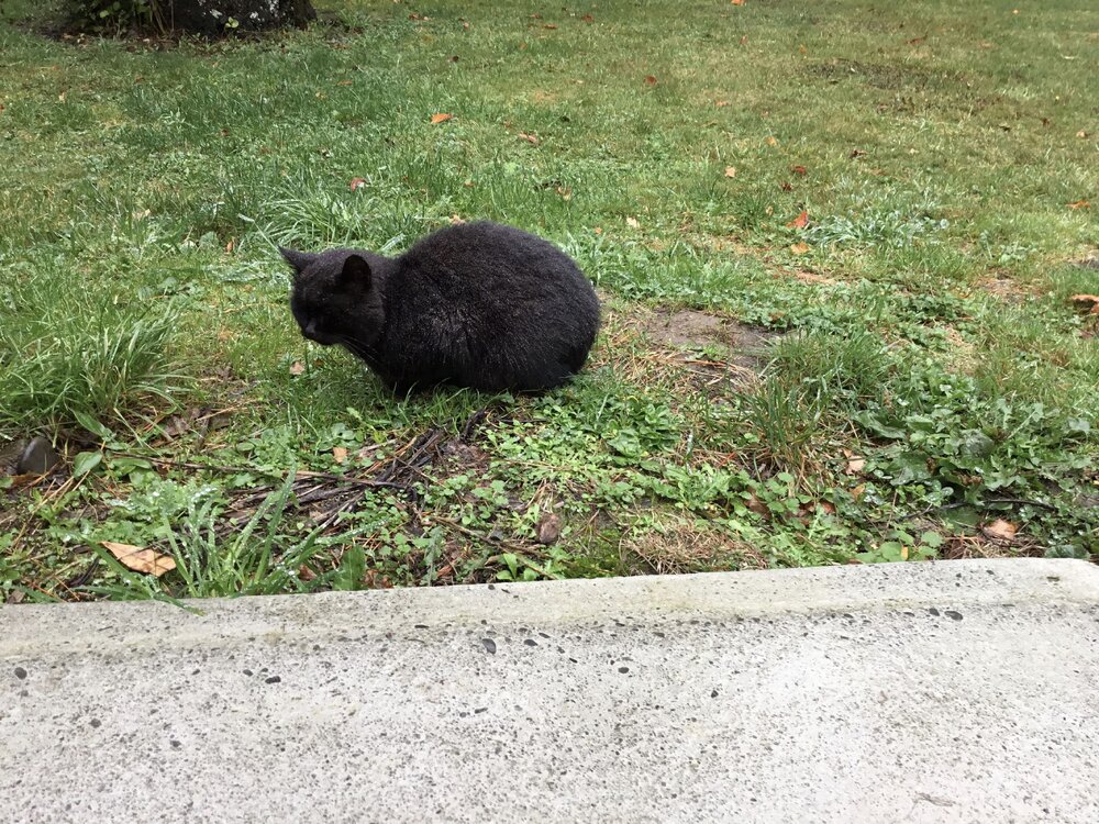 Licorice, the school cat, View Hill School