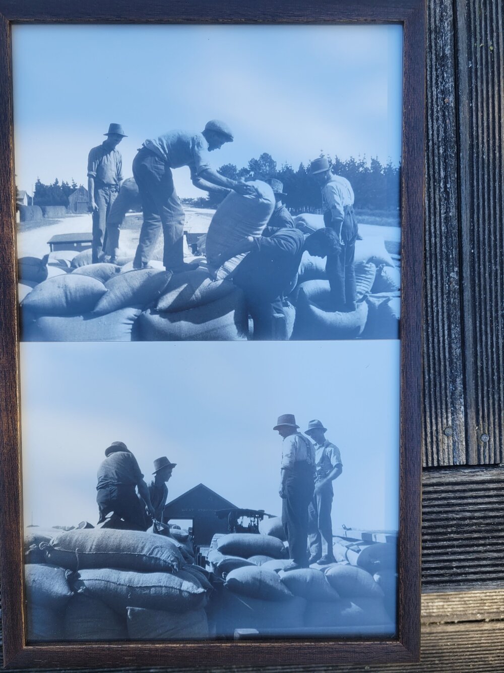 Thrashing mill hands loading wheat, West Eyreton Station c.1928