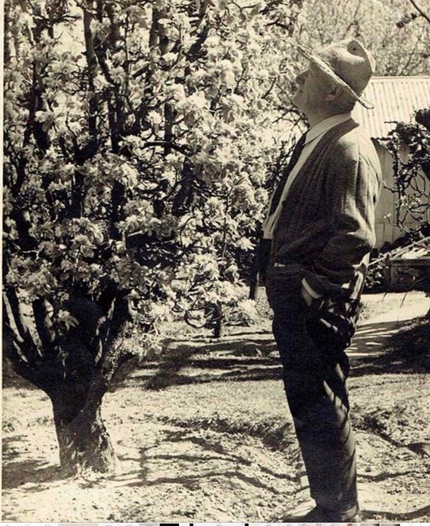 Alfred Hunnibell admiring one of his many apple trees in his orchard, c1940s
