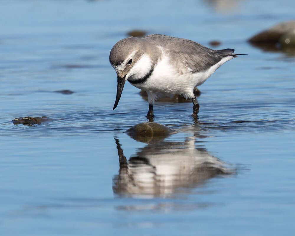 Wrybill BWBW in the Ashley-Rakahuri River