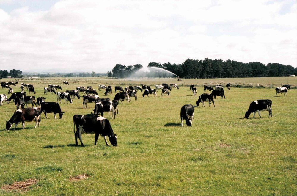 Dairy farm Saltwater Creek