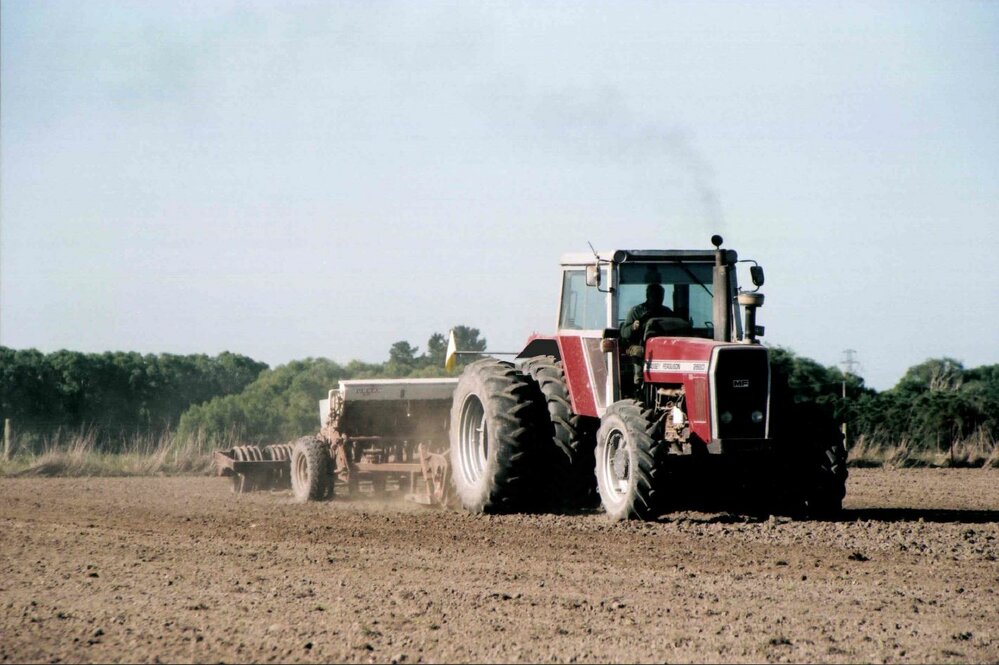 Drilling maize for cattle feed 