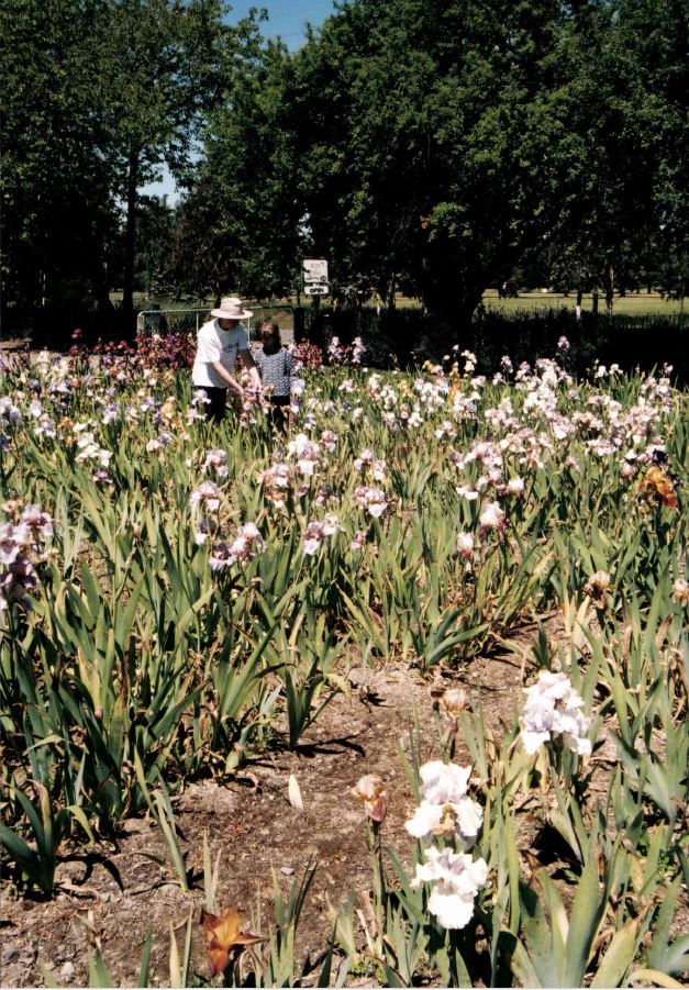 Iris flowers growing for sale