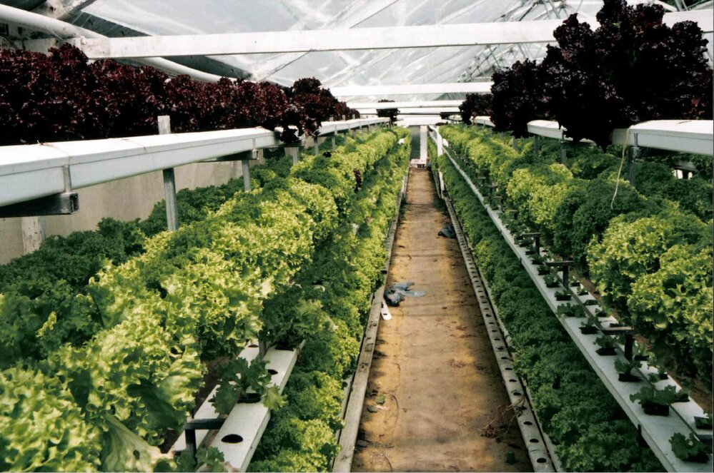 Lettuce plants in a tunnel house