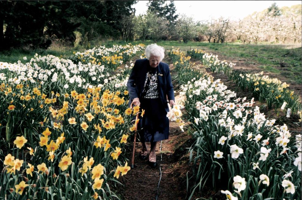 Winsome Petrie among daffodils, Whiterock