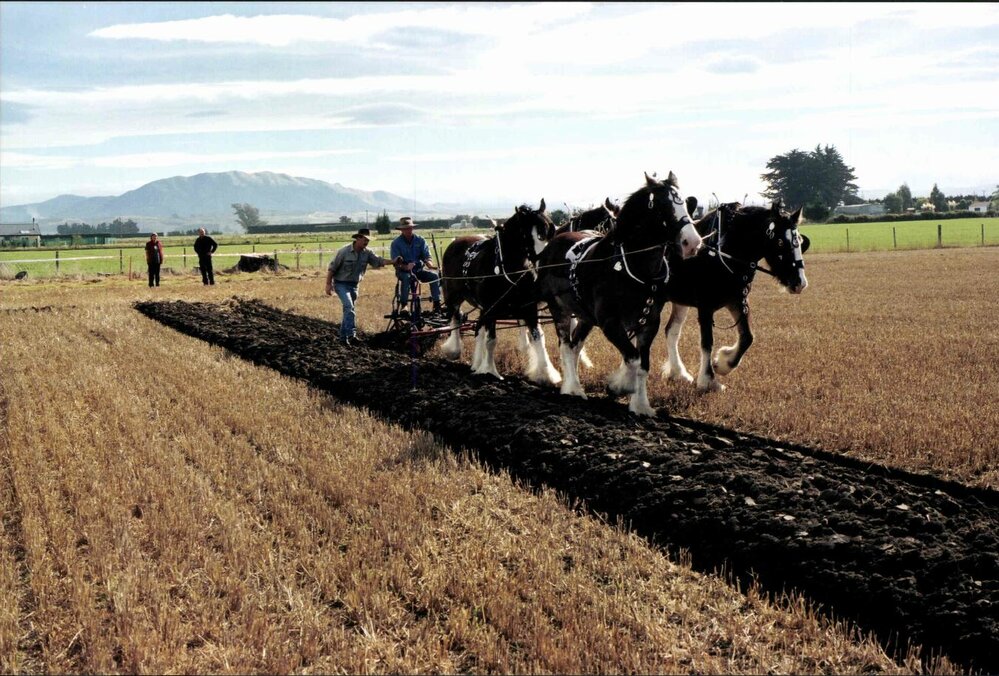 Yesteryear ploughing with four-horse team and double farrow plough 