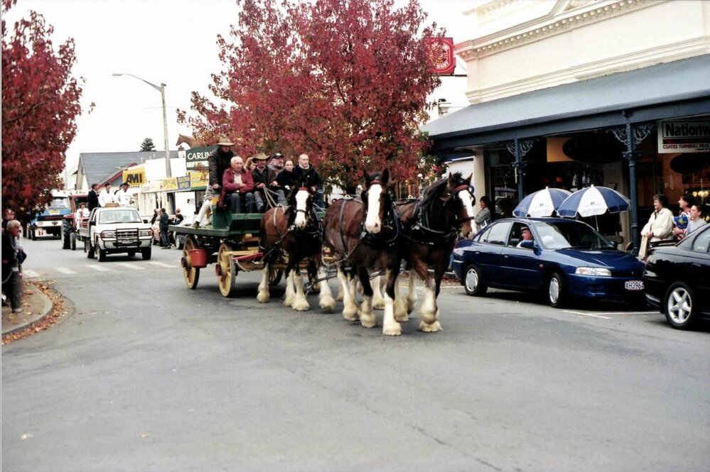 Clydesdale team in parade, Rangiora