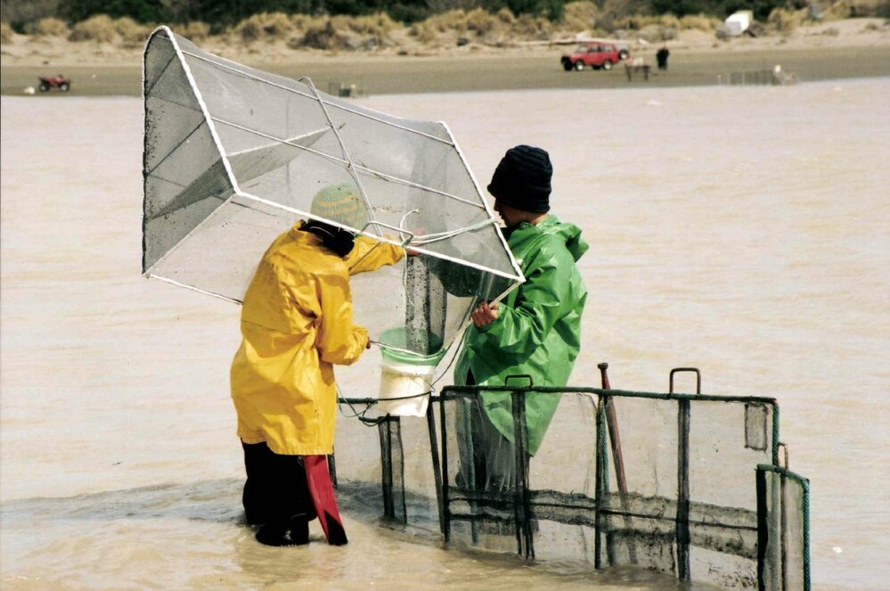Whitebaiting, Waimakariri River Mouth