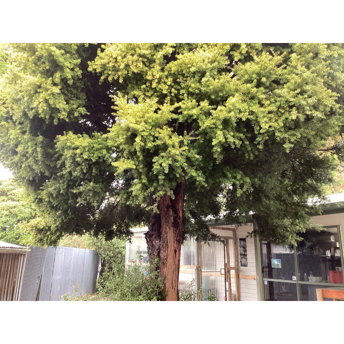 Large tōtara tree, View Hill School