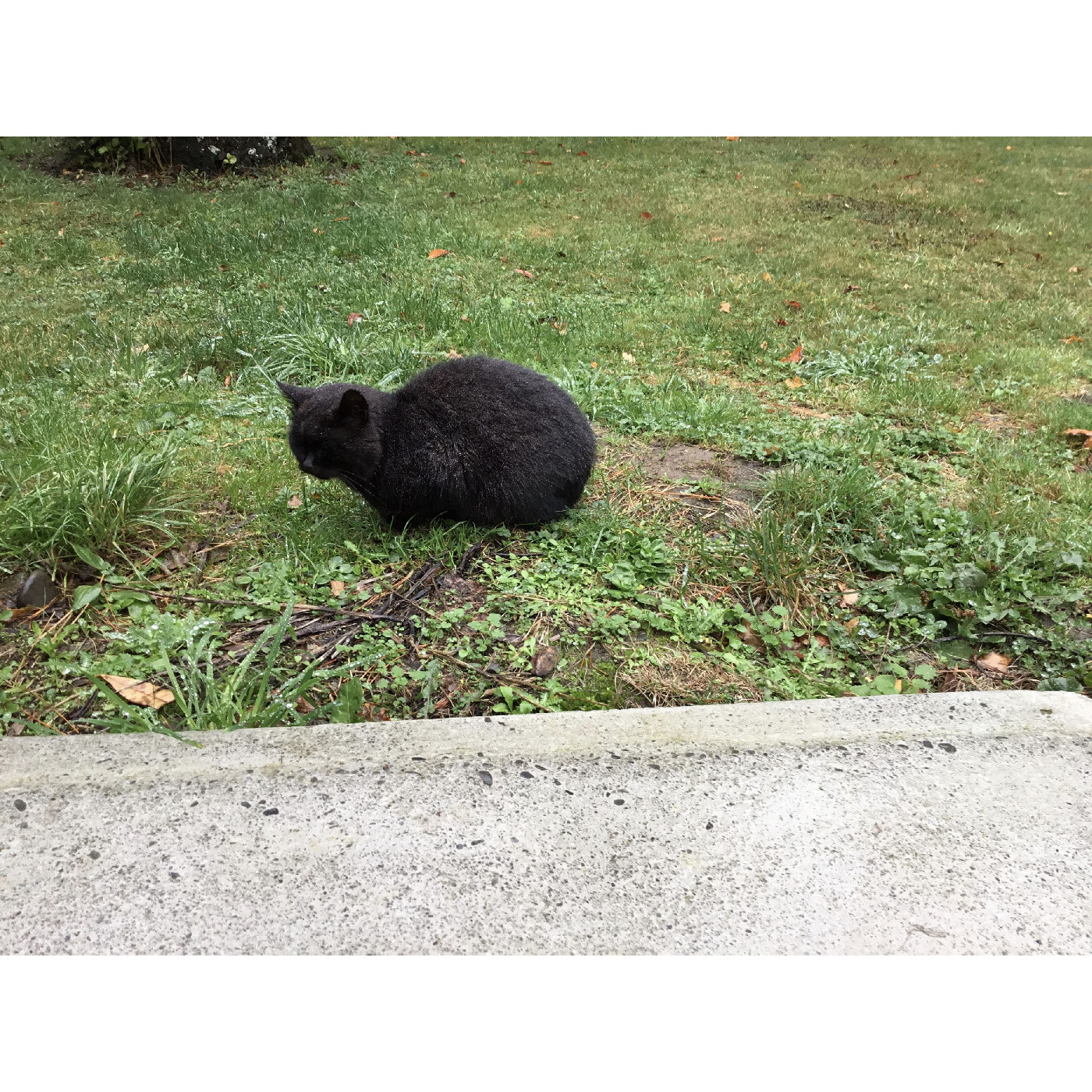 Licorice, the school cat, View Hill School