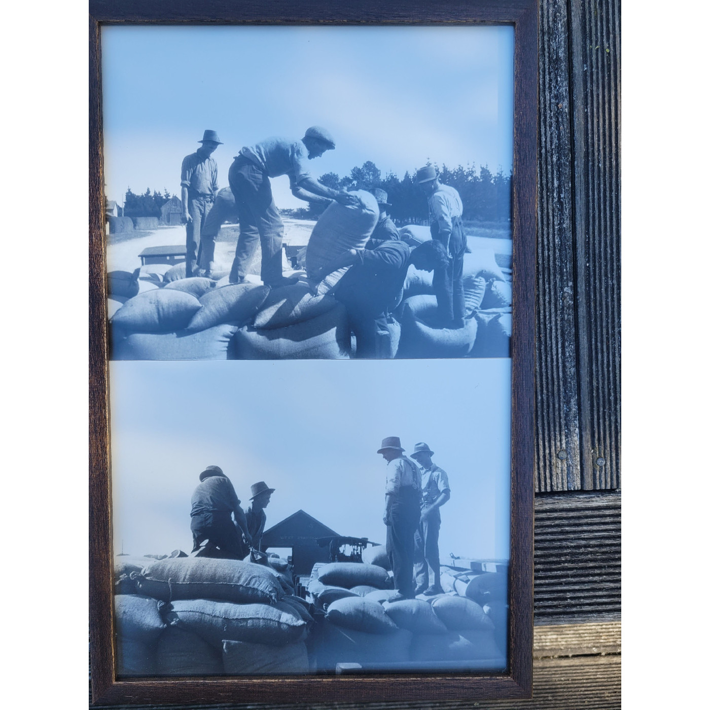 Thrashing mill hands loading wheat, West Eyreton Station c.1928