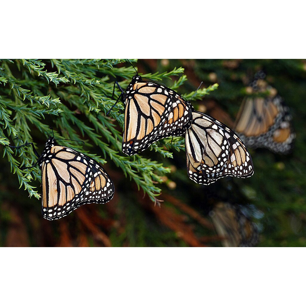 "In Celebration" poem