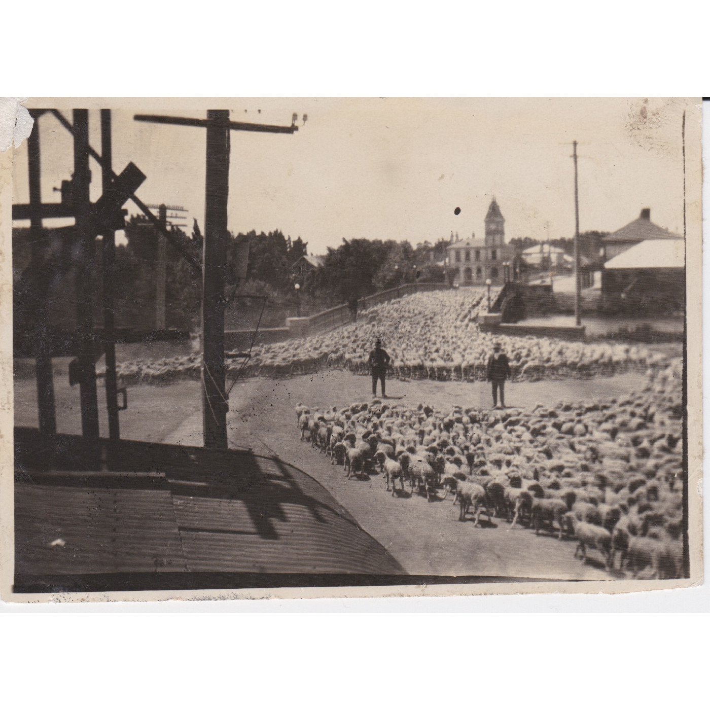 4000 sheep on High Street, Kaiapoi c.1910