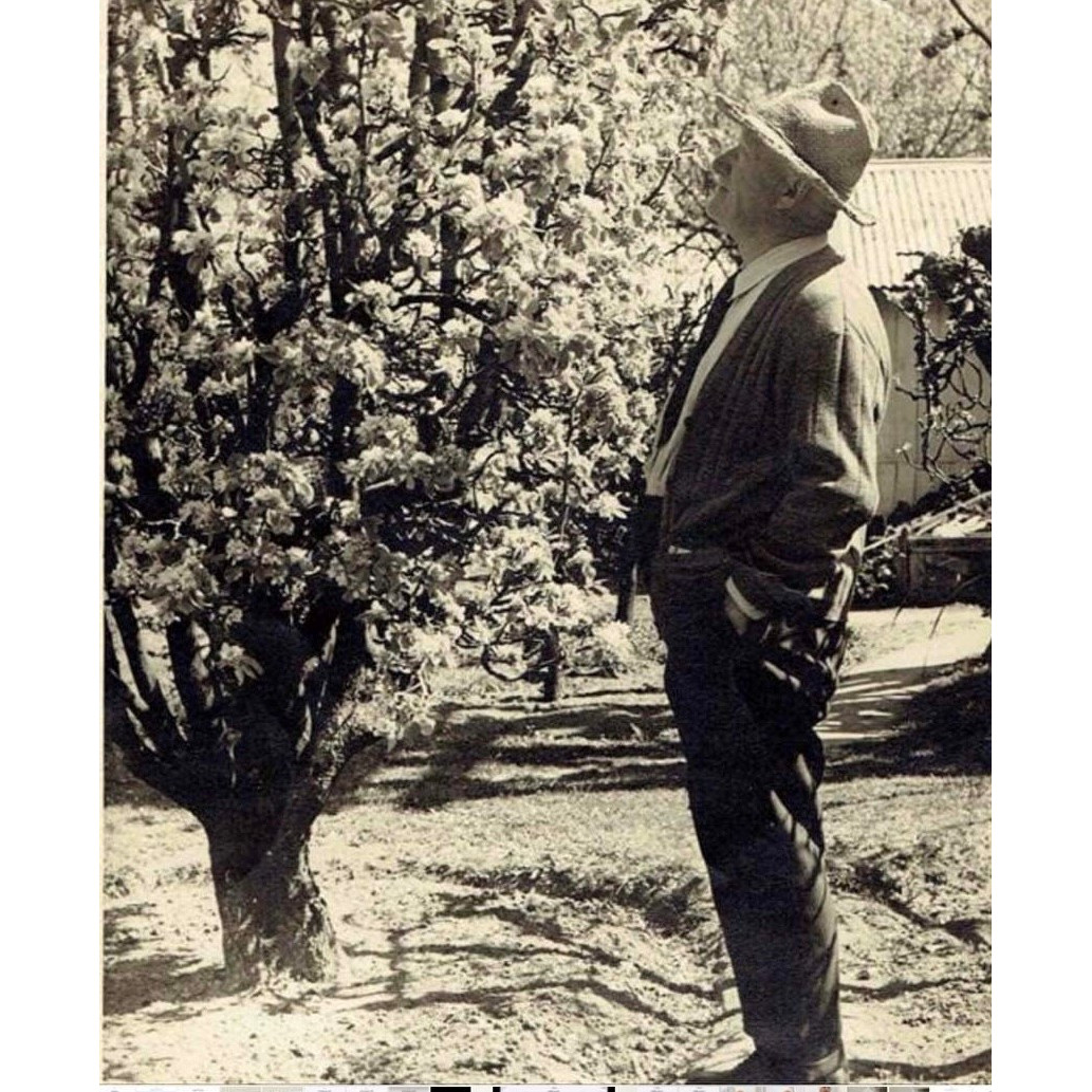 Alfred Hunnibell admiring one of his many apple trees in his orchard, c1940s