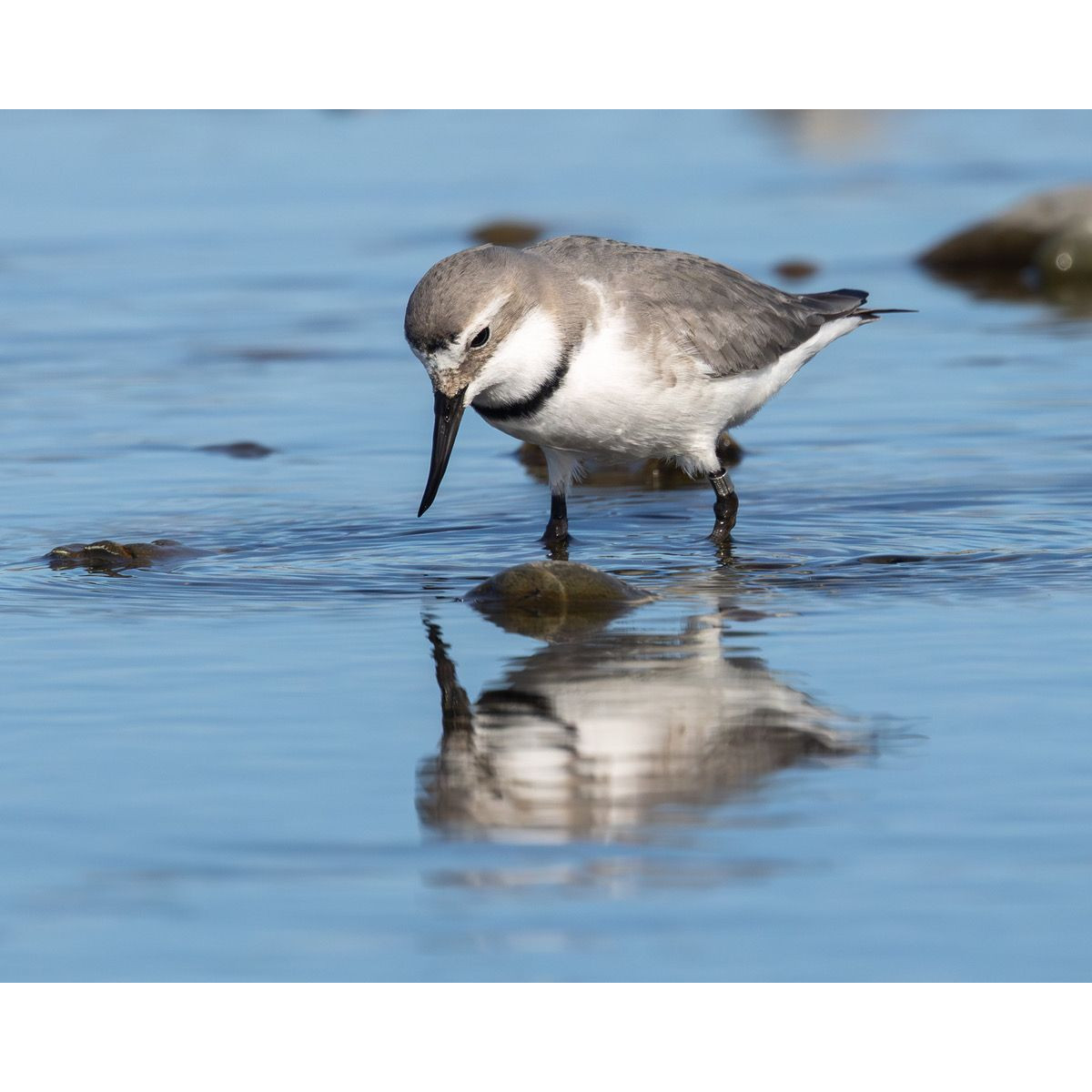 Information about the Wrybill - Ngutu pare, a bird of braids and mudflats