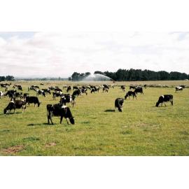 Dairy farm Saltwater Creek