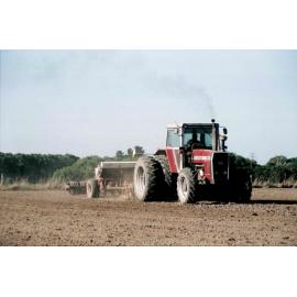 Drilling maize for cattle feed 