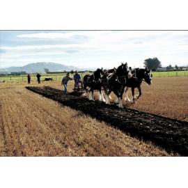 Yesteryear ploughing with four-horse team and double farrow plough 