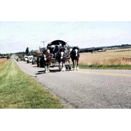 Clydesdales during Millenium Parade, c. 2000