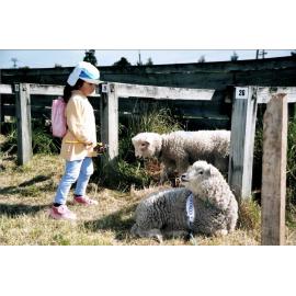 Lambs - Rangiora A&P Show, 2000