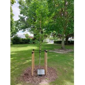 The Ascension of King Charles III is commemorated by an oak tree