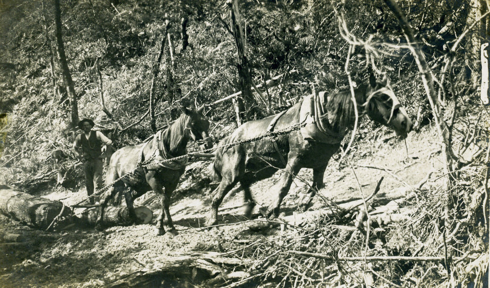 Horses at work - Harewood Forest