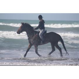 Horse and rider at Woodend Beach