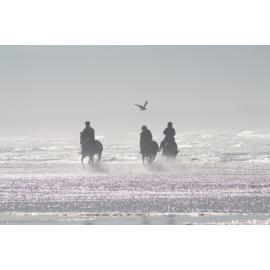 Horses at Woodend Beach