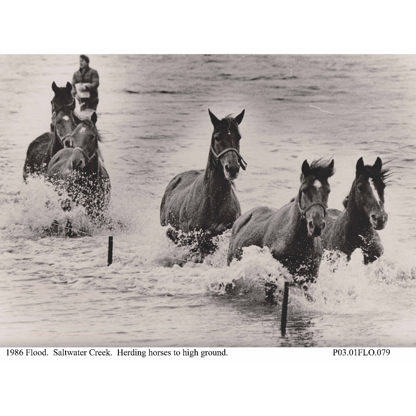 "Horse in the flood, 1986" poem