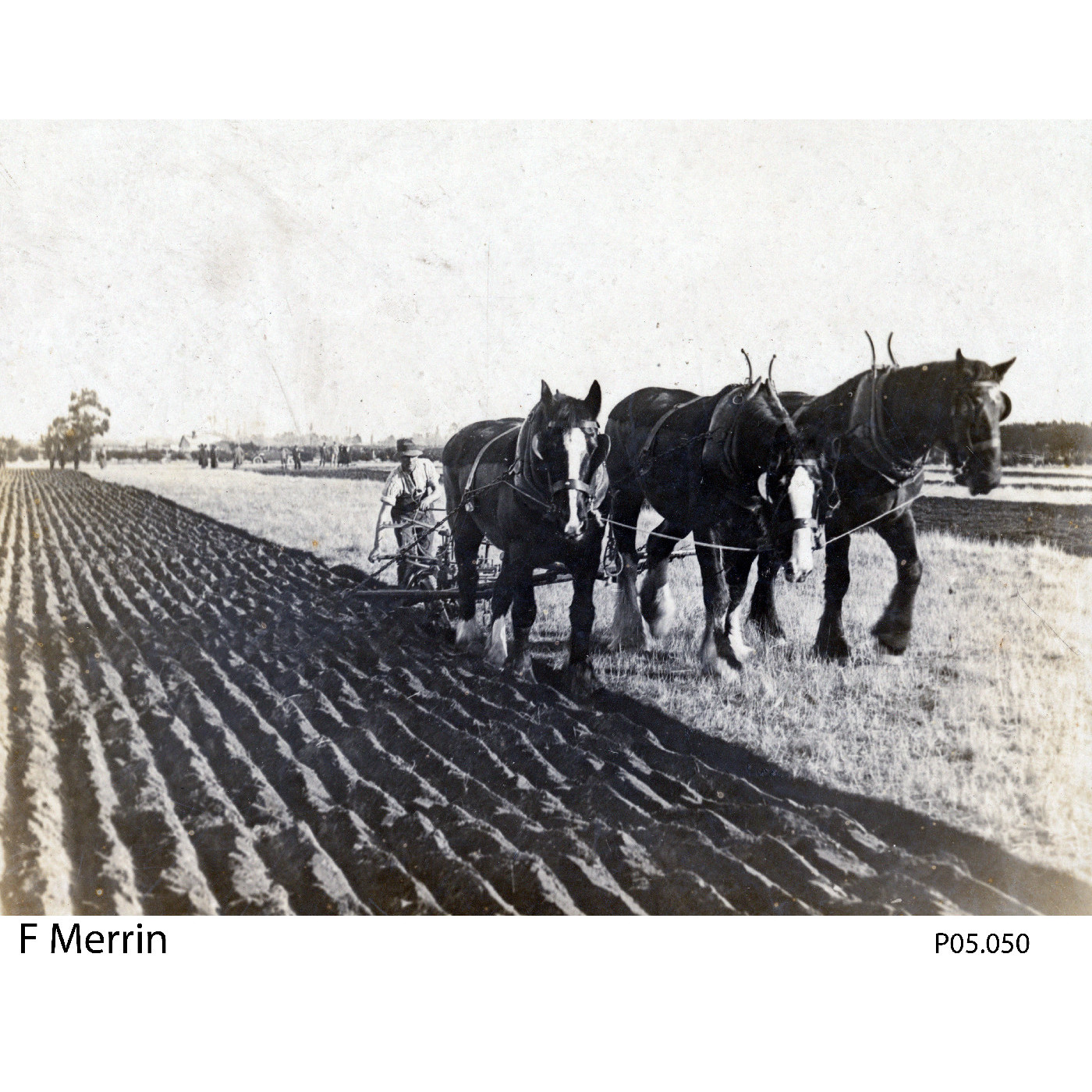 Ploughing with horses